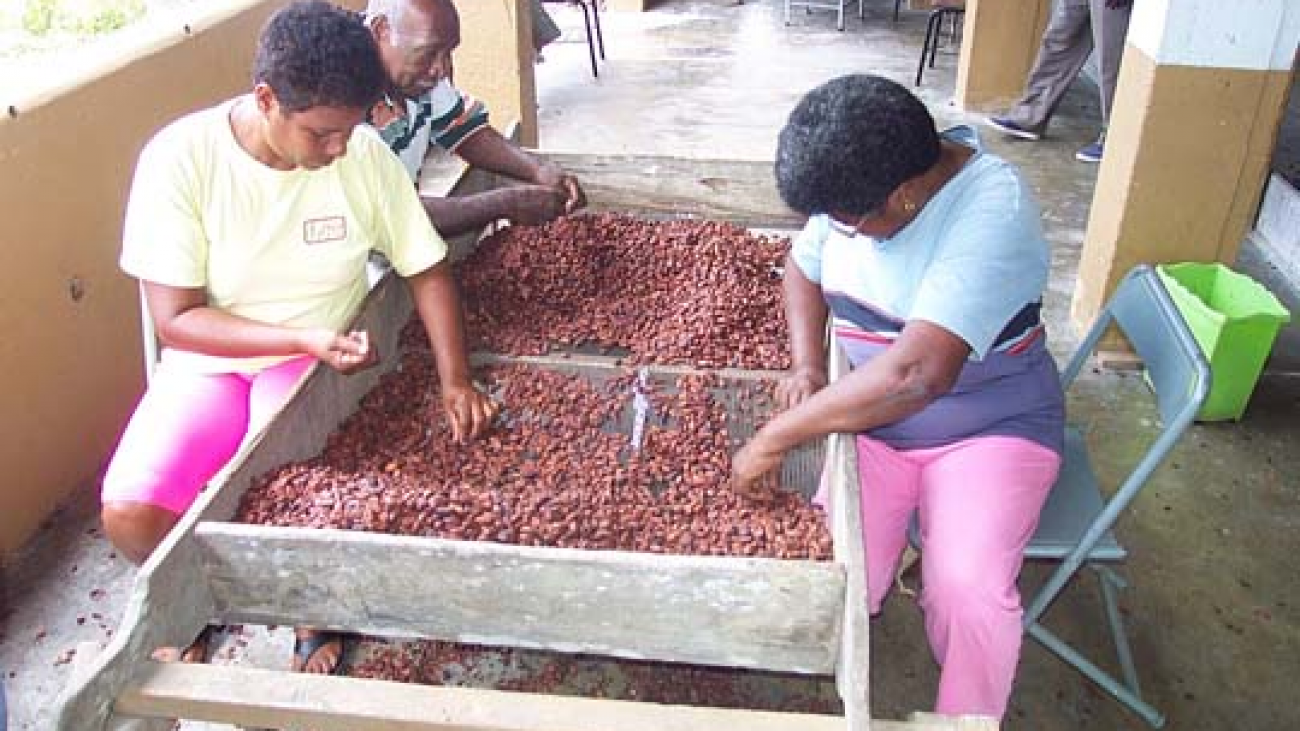 Productores de Cacao de la Zona Panamericana de Mérida