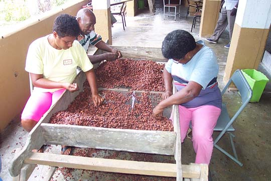 Productores de Cacao de la Zona Panamericana de Mérida